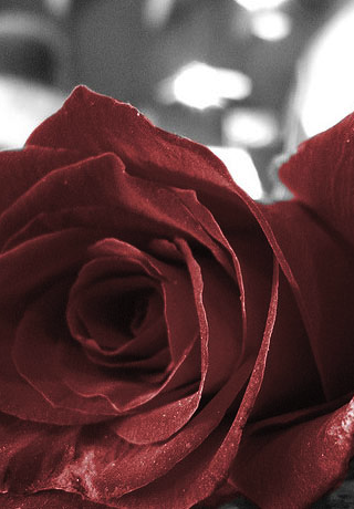 Rose of Australia
